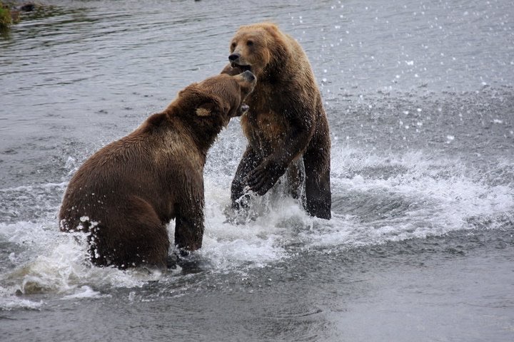 Rudy Bears Large